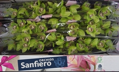Cymbidium Mrs. Robin Hood 80cm