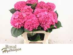 Hydrangea Rodeo Red 60cm 14-16cm Hd