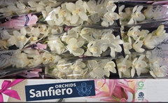 Cymbidium Early White 60cm