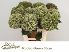 Hydrangea Rodeo Red Classic 60cm 17-19cm Hd