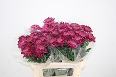 Chrysanth Single Bigoudi Purple 80cm 70gr.