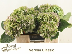 Hydrangea Verena Blue Classic 50cm 16-18cm Hd