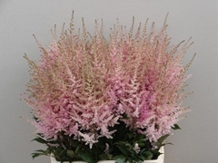 Astilbe Erika 65cm