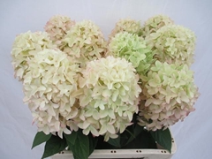 Hydrangea Candle 60cm 12-14cm Hd