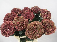 Hydrangea Rubyred Classic 80cm 16-18cm Hd