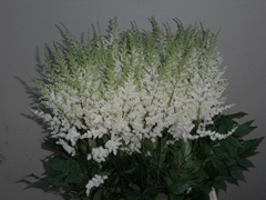 Astilbe Diamant 65cm