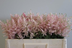 Astilbe Europa 50cm