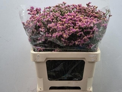 Limonium Sinense Blush Diamond 60cm 20gr.