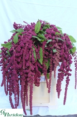 Amaranthus Caudatus Rosary 80cm