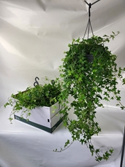 Hedera Helix Jacobine 19Ø 80cm