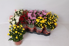 Chrysanth Double Mix 12Ø 26cm