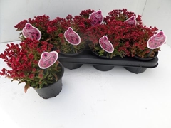 Crassula Schmidtii 13Ø 20cm