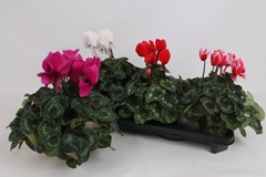 Cyclamen Super Serie Leopardo 13Ø 35cm