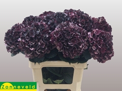 Hydrangea Dark Ruby Classic 60cm 18-20cm Hd