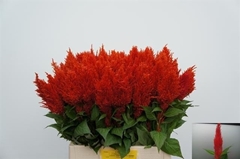 Celosia Century Fire 65cm
