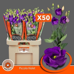 Eustoma Single Piccolo Violet 70cm
