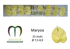 Anthurium Marysia Antique 750cm Hd