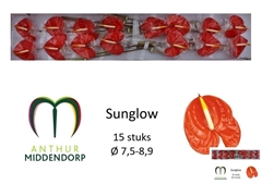 Anthurium Sunglow 750cm Hd