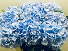 Hydrangea Verena Blue 65cm 20-22cm Hd