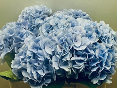 Hydrangea Verena Blue 50cm 14-16cm Hd