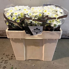 Chrysanth Santini Maradona 55cm 36gr.