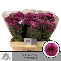 Chrysanth Santini Antonelli 55cm 24gr.
