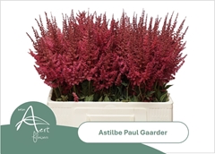 Astilbe Paul Gäarder 60cm