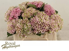 Hydrangea Revolution Pink 50cm 11-13cm Hd