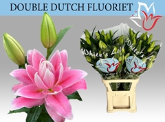 Lily Oriental Double Double Dutch Fluoriet 100cm 5+