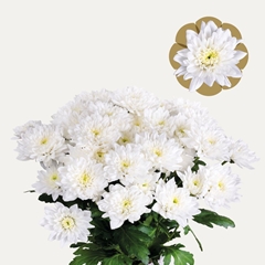 Chrysanth Spray Baltica 70cm 85gr.