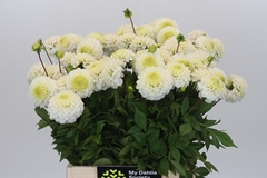 Dahlia Caro 45cm