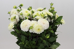 Dahlia Caro 55cm