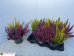 Calluna Beauty Ladies Mix In Pot 3 Colours 17Ø 28cm