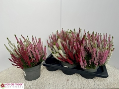 Calluna Beauty Ladies Mix In Pot 3 Colours 17Ø 28cm