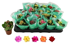 Kalanchoe Double Rosaline Mix 6Ø 12cm