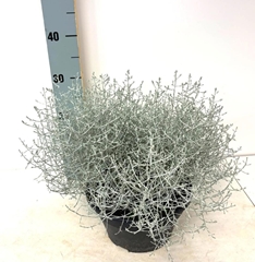 Leucophyta Brownii Silvercalos 23Ø 35cm