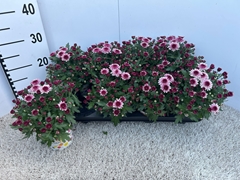 Chrysanthemum Podium Pink Bicolor 12Ø 24cm