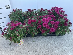 Chrysanthemum Podium Pink Bicolor 12Ø 22cm