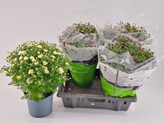 Chrysanth Mix 19Ø 40cm