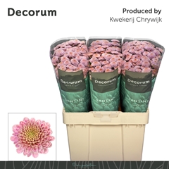 Chrysanth Santini Ellison Sweet 55cm 42gr.