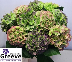 Hydrangea Verena Blue Classic 60cm 16-18cm Hd