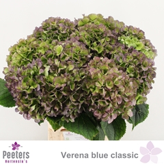 Hydrangea Verena Blue Classic 60cm 16-18cm Hd