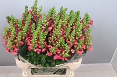 Antirrhinum Avignon Cherry Rose 80cm