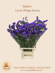 Limonium Sinuatum Levis Wings 80cm 55gr.