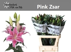 Lily Oriental Pink Zsar 75cm 4+