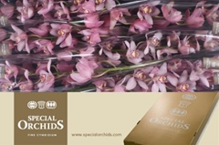 Cymbidium Cocktail 80cm