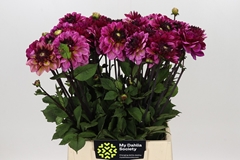 Dahlia Muchacha 50cm