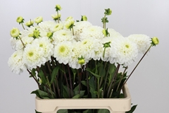 Dahlia Never Give Up 60cm