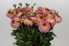 Dahlia Pure Hapiness 55cm