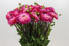 Dahlia Senior's Dream 60cm